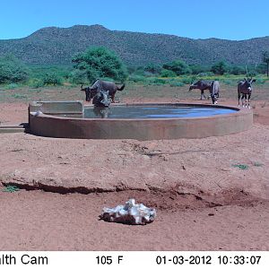 Trail Camera Namibia