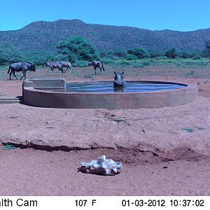 Trail Camera Namibia