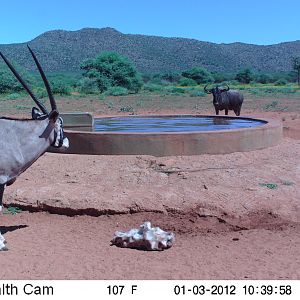 Trail Camera Namibia