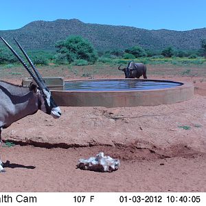 Trail Camera Namibia