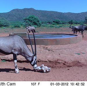 Trail Camera Namibia