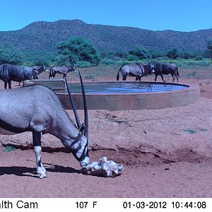 Trail Camera Namibia