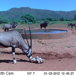 Trail Camera Namibia