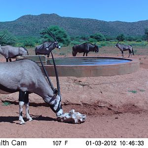 Trail Camera Namibia