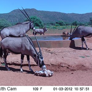 Trail Camera Namibia