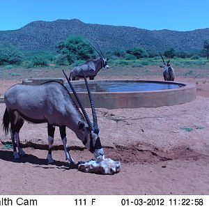 Trail Camera Namibia