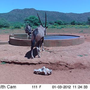 Trail Camera Namibia