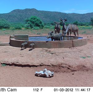 Trail Camera Namibia