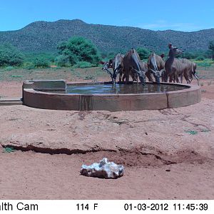 Trail Camera Namibia