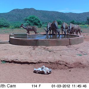 Trail Camera Namibia