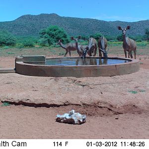 Trail Camera Namibia