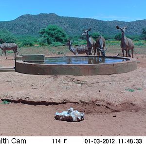 Trail Camera Namibia