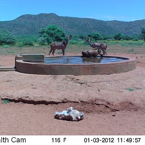 Trail Camera Namibia