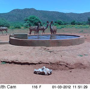 Trail Camera Namibia