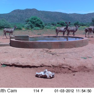 Trail Camera Namibia