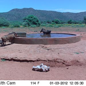 Trail Camera Namibia