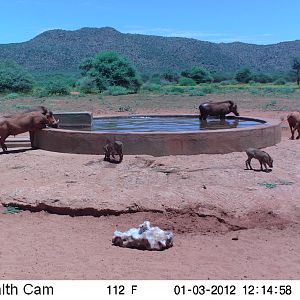 Trail Camera Namibia