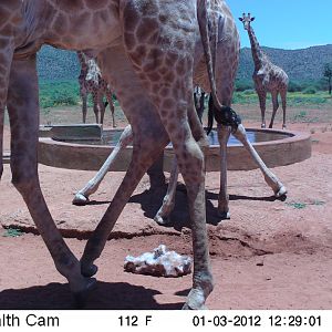 Trail Camera Namibia