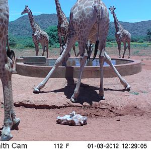 Trail Camera Namibia