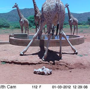 Trail Camera Namibia