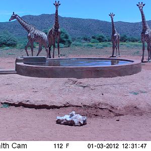 Trail Camera Namibia