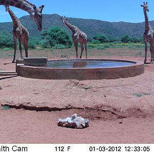 Trail Camera Namibia