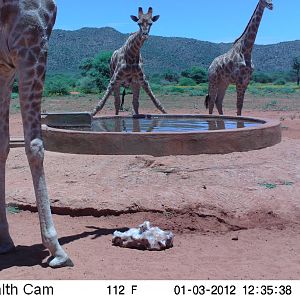 Trail Camera Namibia