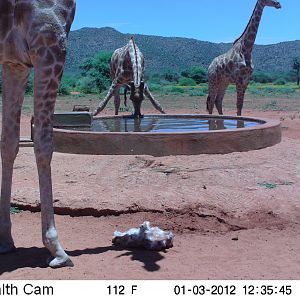 Trail Camera Namibia