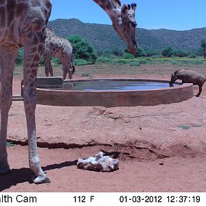 Trail Camera Namibia