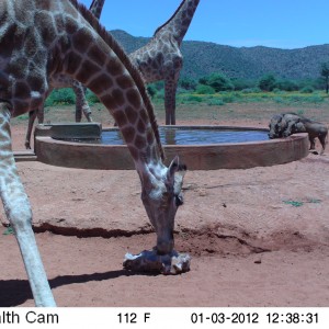 Trail Camera Namibia