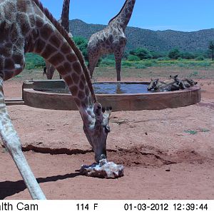 Trail Camera Namibia