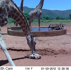 Trail Camera Namibia