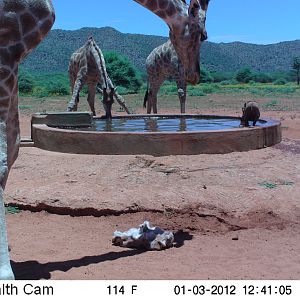 Trail Camera Namibia