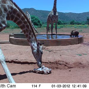 Trail Camera Namibia