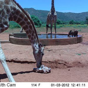 Trail Camera Namibia