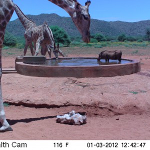 Trail Camera Namibia