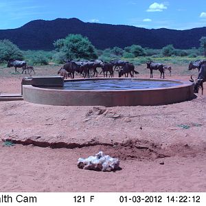 Trail Camera Namibia