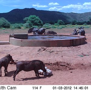 Trail Camera Namibia