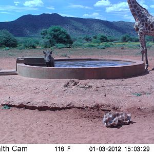 Trail Camera Namibia