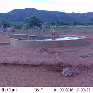 Trail Camera Namibia