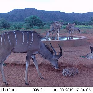 Trail Camera Namibia