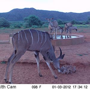 Trail Camera Namibia