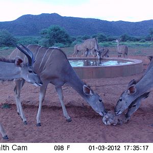 Trail Camera Namibia