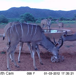 Trail Camera Namibia