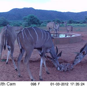 Trail Camera Namibia