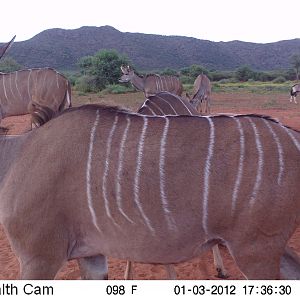 Trail Camera Namibia