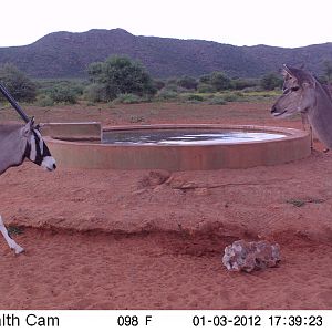 Trail Camera Namibia