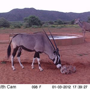 Trail Camera Namibia