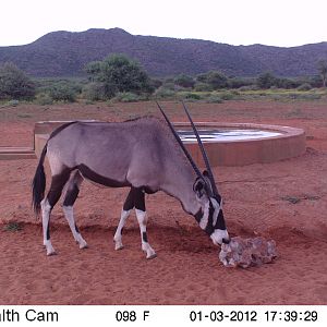 Trail Camera Namibia