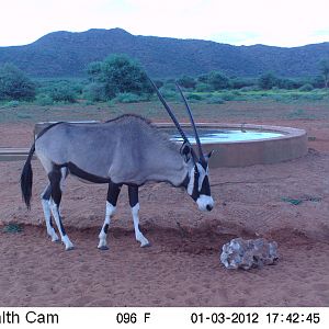 Trail Camera Namibia